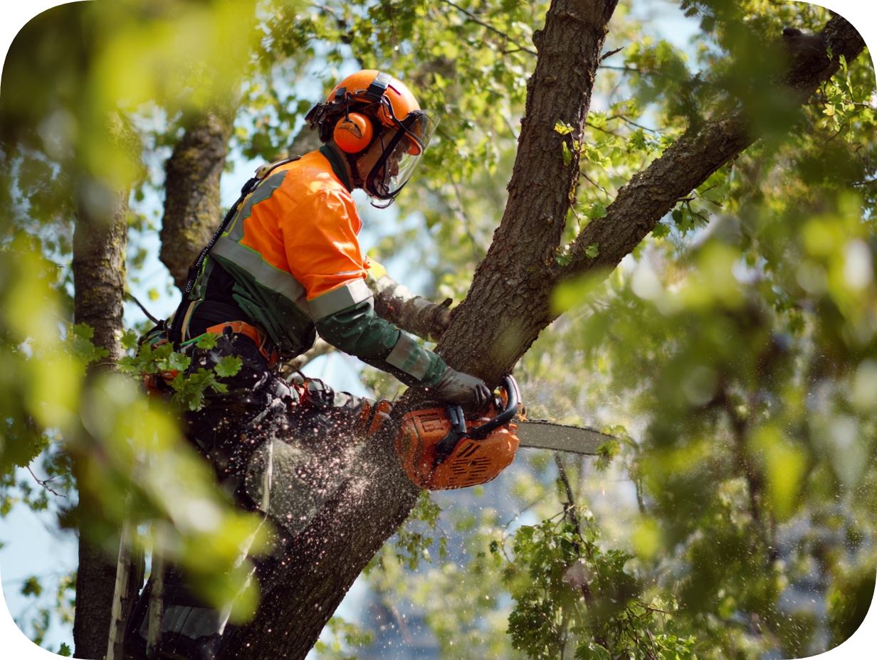 Complete tree removal service